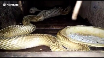 Terrifying moment cobra hunts pet albino mice