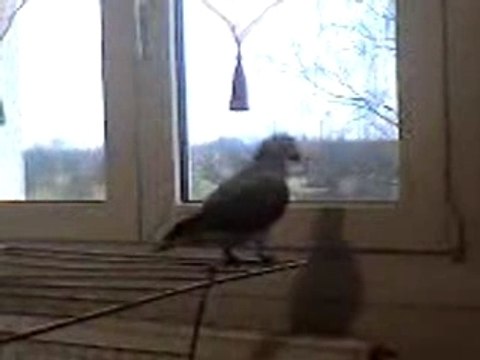 miko gris du gabon dit bisou