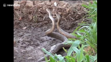 Two snakes seen coiled up in strange dance in northwest India