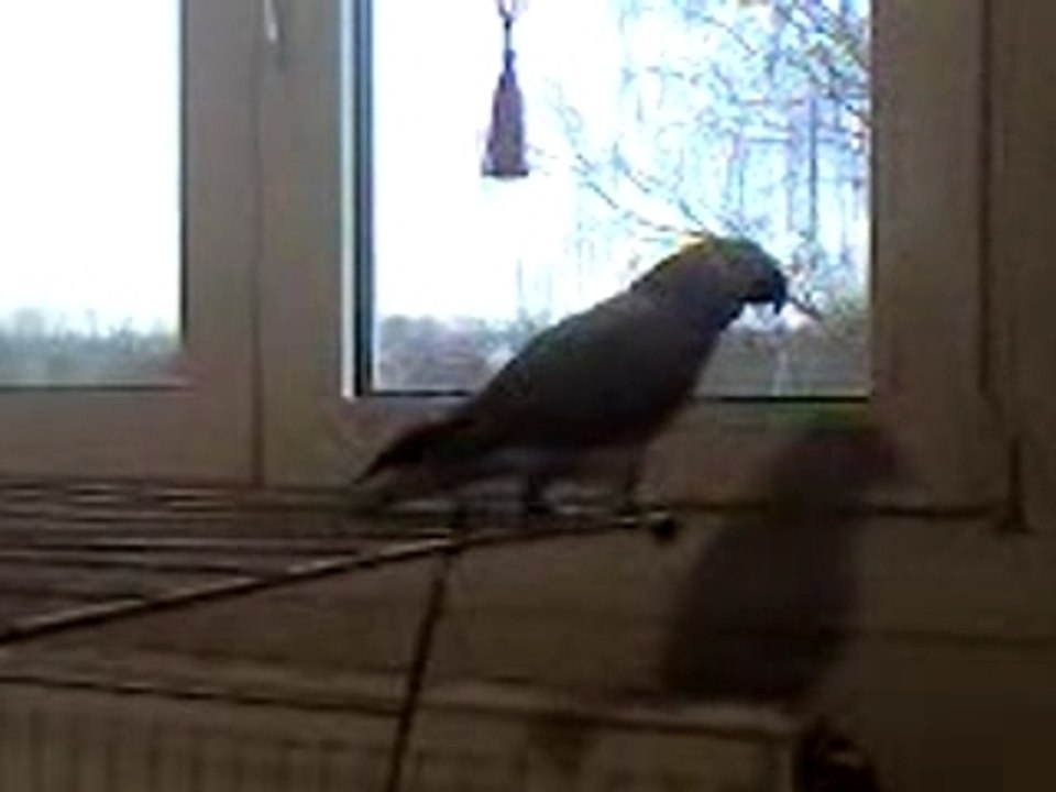 miko gris du gabon dit "miko"