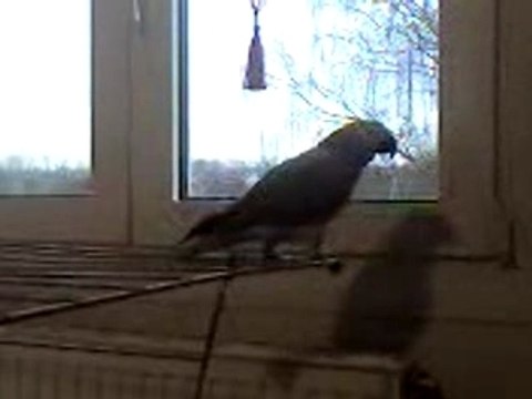 miko gris du gabon dit miko