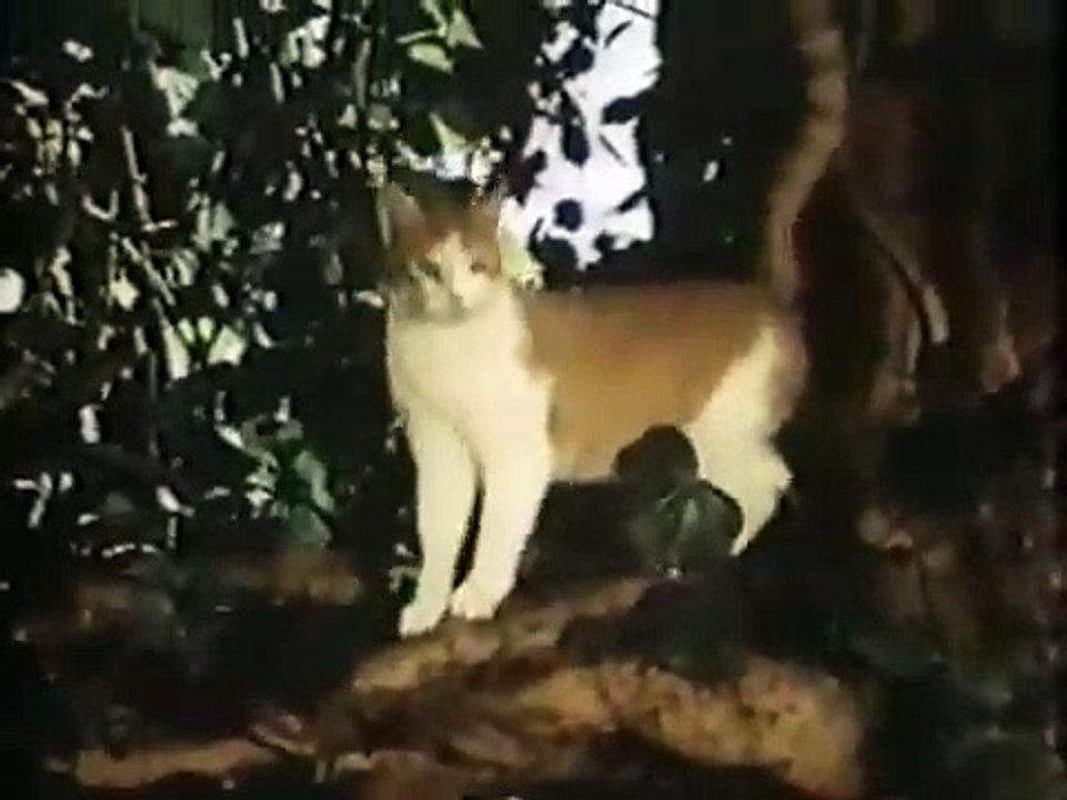 Waldo Kitty Opening