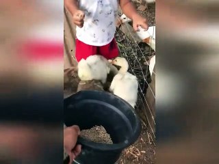 Little Boy Feeding the Ducks
