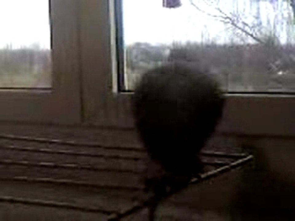 miko gris du gabon dit "gratouille"