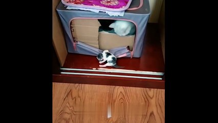 Mother cats protecting their cute kittens