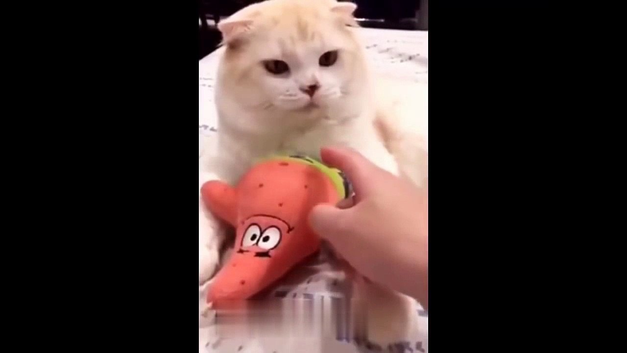 So many cute kittens and funny cats