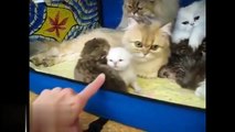 Three and Two mother cats helping each other raise