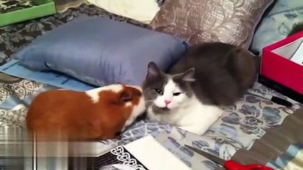 Top 14 most beautiful friendships of Cats