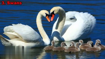 You probably don't know yet - 8 most faithful