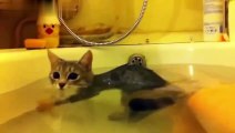 So Cute! Funny Cats In Water