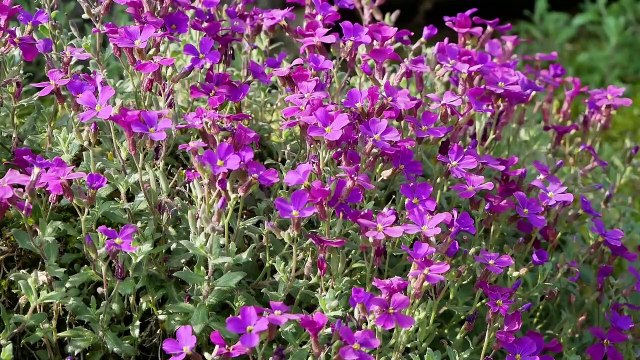 La Tour-du-Pin : un concours de reconnaissance des végétaux au lycée horticole