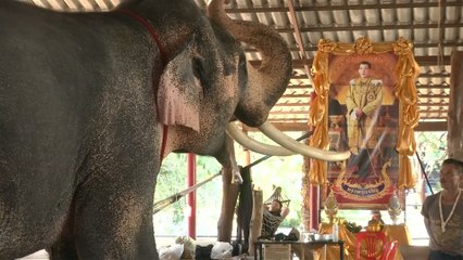 First “white” elephant of new Thai king’s reign prepares to join royal stable after the coronation