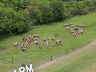 More than 100 sheep form the characters for ‘Reiwa’ to welcome Japan’s new imperial era