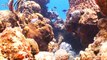 Global Warming Is Causing Coral Reefs To Move Towards The Poles