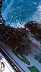 Download Video: Un grand requin blanc vient attaquer un filet accroché à un bateau de pêcheurs !