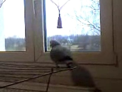 miko gris du gabon dit non