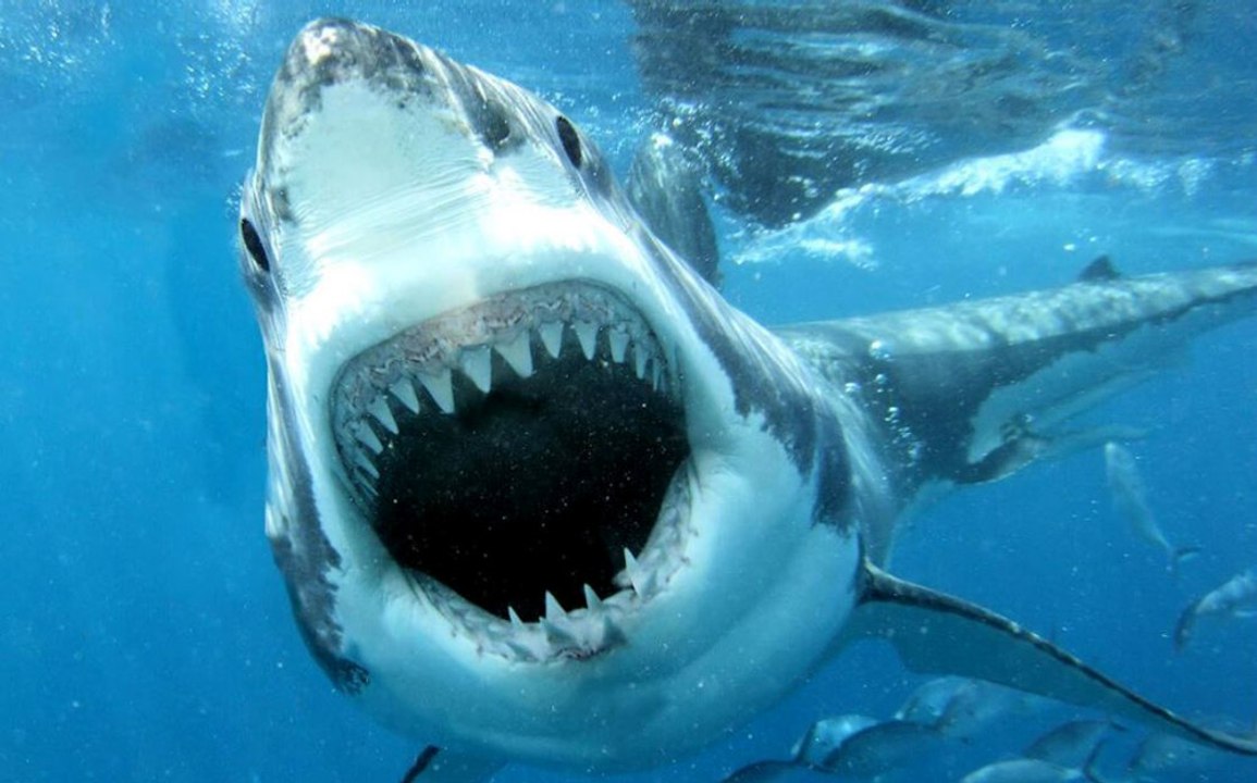 Un requin blanc s'attaque à un bateau de pêcheurs