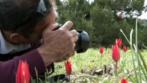 Yılda Bir Kez Açan Manisa Lalesi Fotoğrafçıları İlgi Odağı Oldu