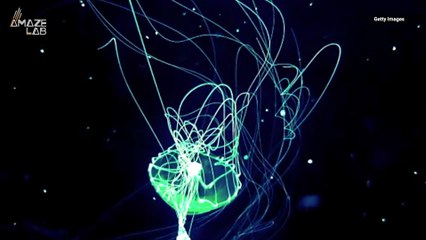 Scientists May Have Found The Antidote for Deadly Sting of a Box Jellyfish