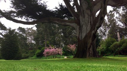 Dream Bubble One Minute Nature Bath 59