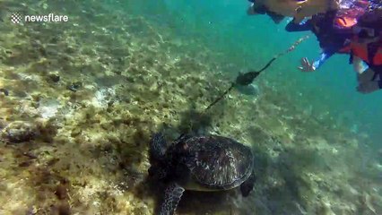 Swimmer rescues turtle trapped by rope at beach in the Philippines