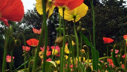 Dream Bubble One Minute Nature Bath 60