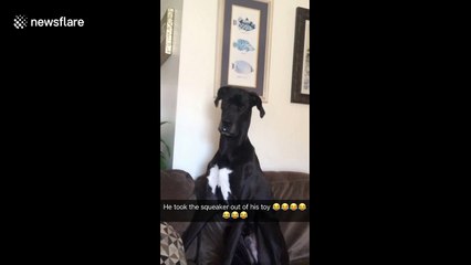 Dog or mouse? Great Dane destroys toys to play with just the squeakers