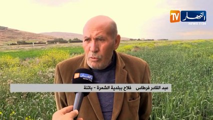 باتنة: توقعات بإنتاج 20 قنطار في الهكتار من القمح والشعير ببلدية الشمرة