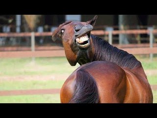 Funniest Animals  - Try Not To Laugh  - Funny Domestic And Wild Animals'