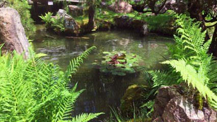 Dream Bubble One Minute Nature Bath 62