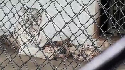 WHITETIGER TIGER AND BROWN TIGER PLAYINGWHITER TIGER AND BROWN TIGER PLAYING
