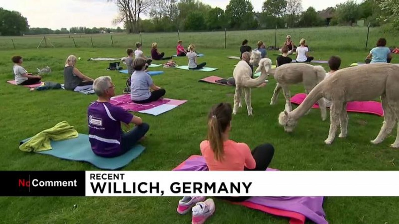 Ioga com alpacas
