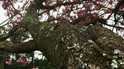 Dream Bubble One Minute Nature Bath 64