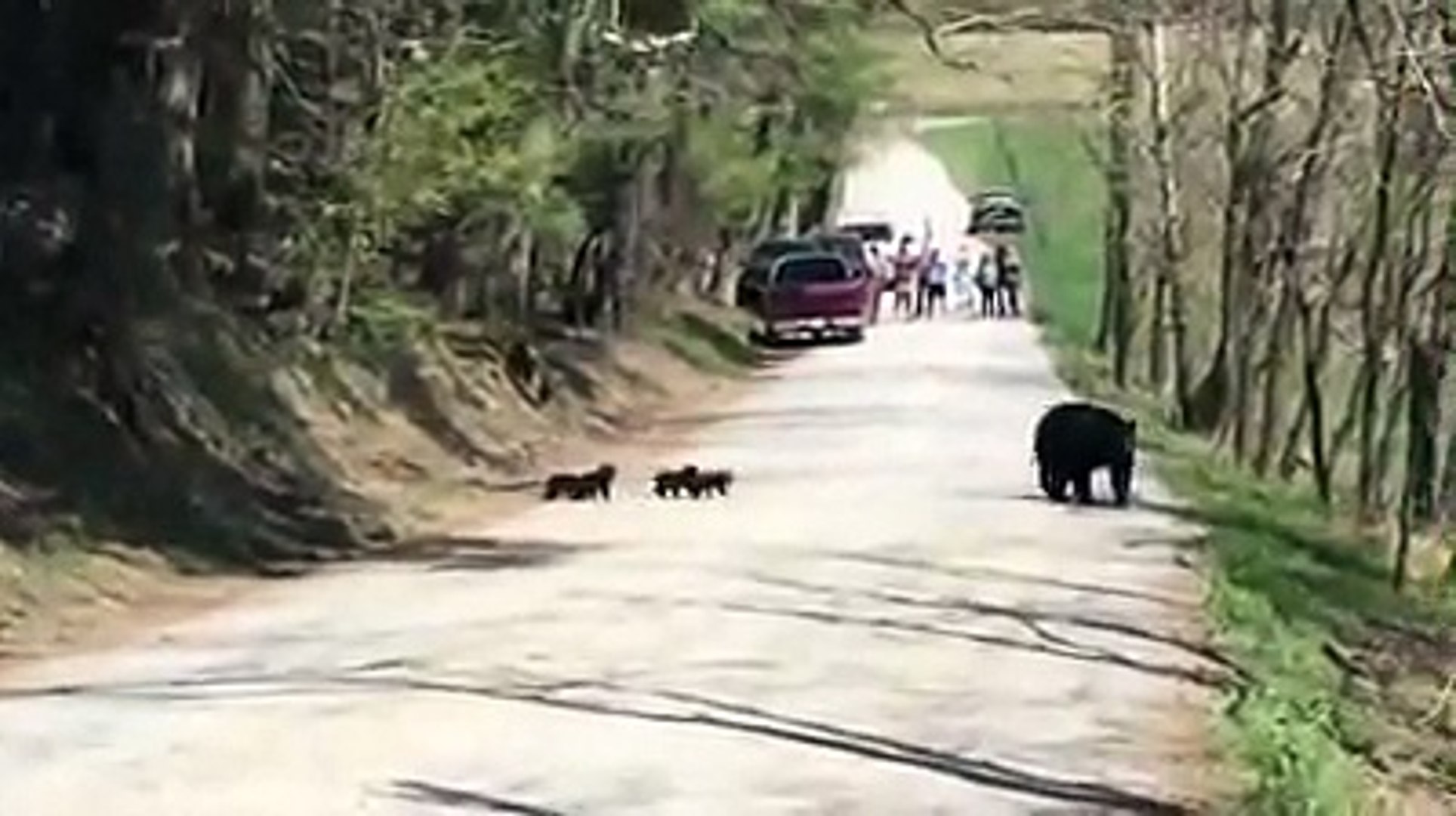Une Maman Ours Et Ses 4 Bebes Apercus En Pleine Route A Cades Cove Video Dailymotion