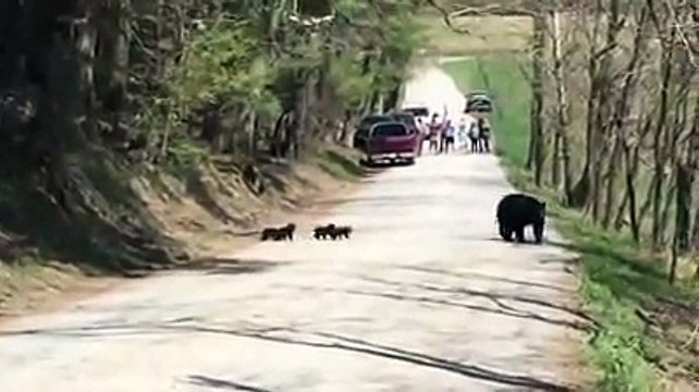Une maman ours et ses 4 bébés aperçus en pleine route à Cades Cove