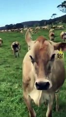 Cette vache répond à son nom et rapplique comme un chien