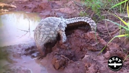 Ce pangolin adore les bains de boue... Grand moment