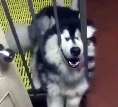 Ce husky adorable s'est endormi la tête entre les barreaux