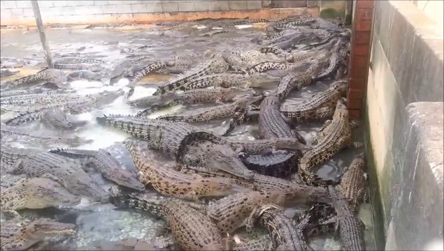 L'heure du repas pour des centaines de crocodiles... Folie