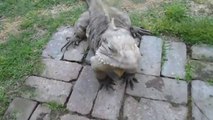 Ce gros lézard est mieux qu'un chien... Adorable