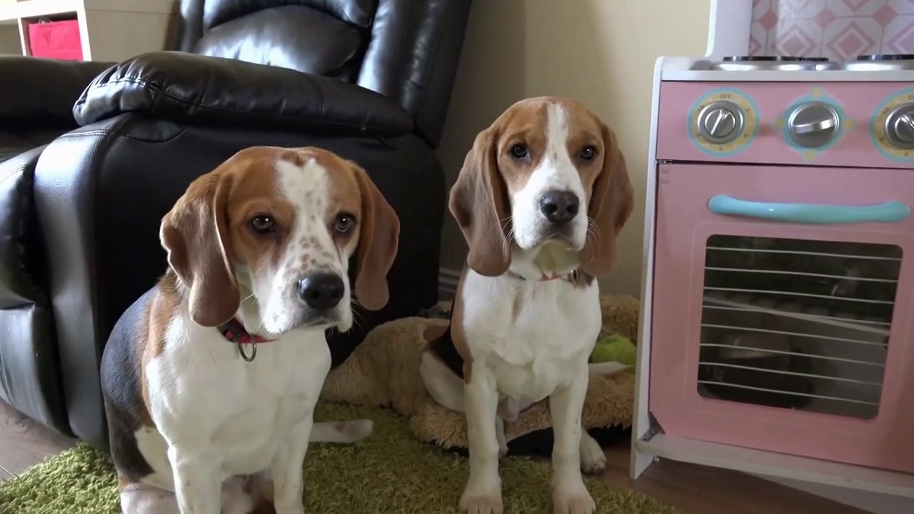 Quand un chien balance son ami à son maitre... C'est pas bien de cafter