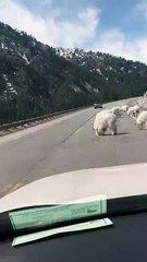 Mountain Goats Block the Road in Jackson Hole Wyoming