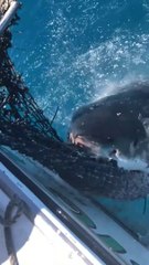 Tiburón trata de comer la captura de estos pescadores