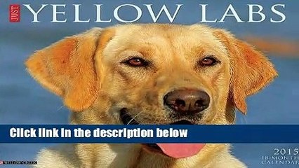 Just Yellow Labs Calendar (Just (Willow Creek))