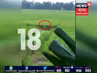 গৌৰীপুৰত উদ্ধাৰ বাঘৰ পোৱালি