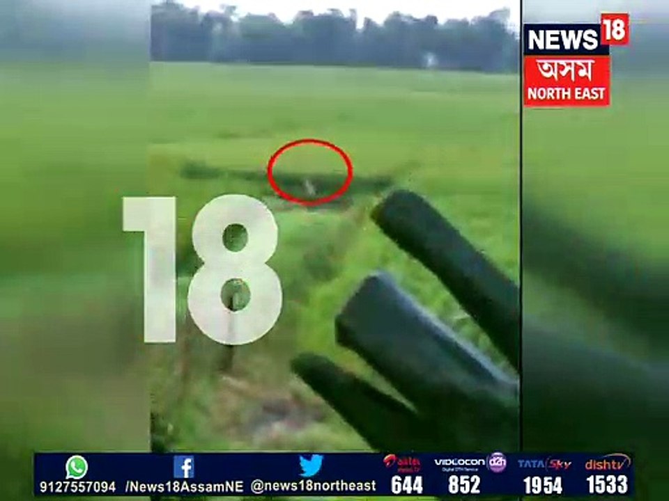 গৌৰীপুৰত উদ্ধাৰ বাঘৰ পোৱালি