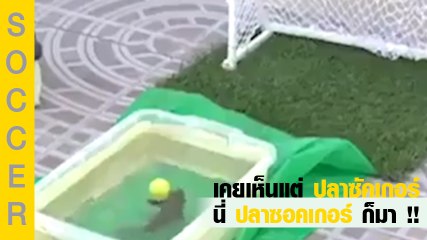 เคยเห็นแต่ ปลาซัคเกอร์ นี่ ปลาซอคเกอร์ ก็มา !!