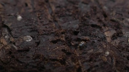 Sans frontières - Alerte sur la forêt allemande