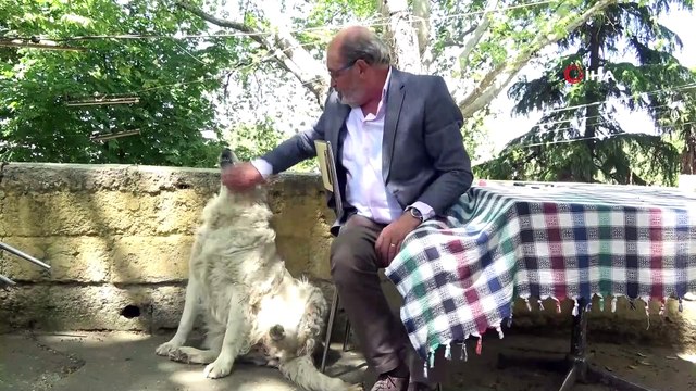 Bu köpek suyunu tas yerine çeşmeden içiyor