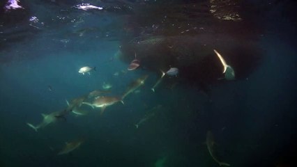 Sharks Feeding on Ball of Baitfish